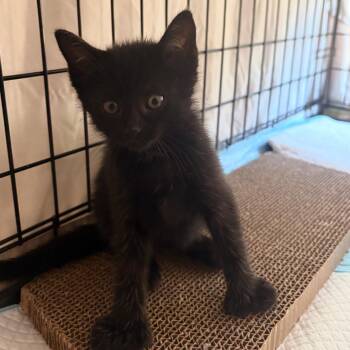Domestic Short Hair Cats Available for Adoption in Sunnyvale, California - Juniper | PetCurious