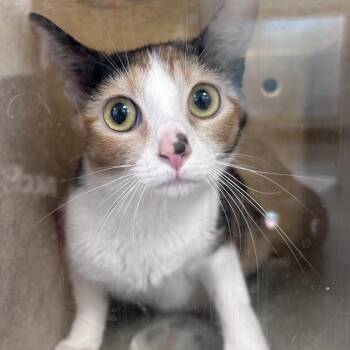 Gabriella -  Domestic Short Hair Cat for Adoption in Philadelphia, Pennsylvania - Gabriella | PetCurious