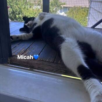 Micah -  Tuxedo and Domestic Short Hair Cat for Adoption in Newark, New Jersey - Micah | PetCurious