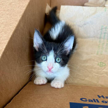 Rescue Domestic Short Hair Cats for Adoption in Elfin Forest, California - Leap | PetCurious