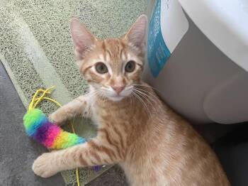 Cheddar -  Domestic Short Hair Cat for Adoption in Winnipeg, Manitoba - Cheddar | PetCurious