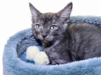 Domestic Short Hair Cats Available for Adoption in Fort Lauderdale, Florida - BOBBY | PetCurious