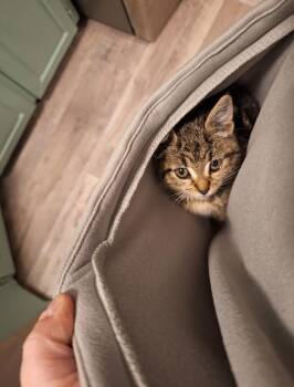 Domestic Short Hair Cats Available for Adoption - Bella Bob | PetCurious