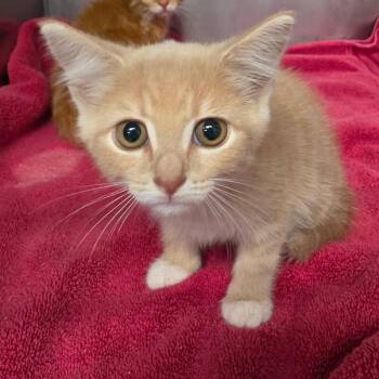 Nacho -  Domestic Short Hair Cat for Adoption in Martinsville, Virginia - Nacho | PetCurious