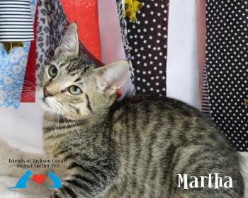 Martha -  Domestic Short Hair Cat for Adoption in Ocean Springs, Mississippi - Martha | PetCurious