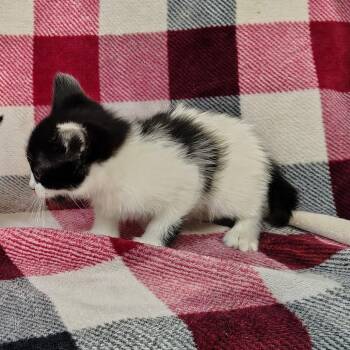 Domestic Short Hair Cats Available for Adoption in Coos Bay, Oregon - Potato | PetCurious