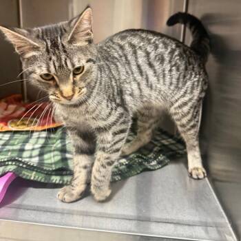 Mischief -  Domestic Short Hair Cat for Adoption in Spokane, Washington - Mischief | PetCurious