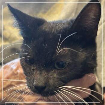 N-KaiKai -  Domestic Short Hair Cat for Adoption in Arizona City, Arizona - N-KaiKai | PetCurious