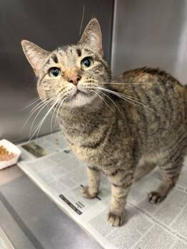 Domestic Short Hair Cats Available for Adoption in Dallas, Texas - MIKU | PetCurious