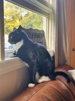 Domino (FeLV+) -  Domestic Short Hair Cat for Adoption in Bolton, Connecticut - Domino (FeLV+) | PetCurious