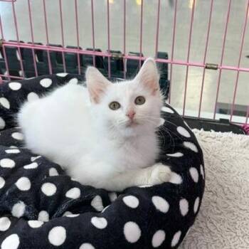 Hufflepuff -  Domestic Medium Hair Cat for Adoption in Dayton, Ohio - Hufflepuff | PetCurious