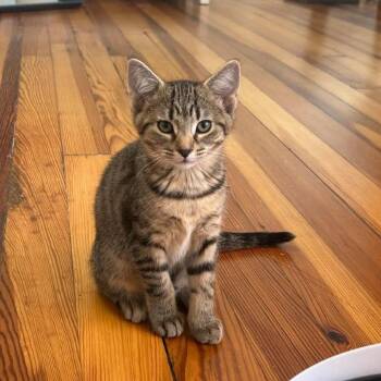 Rory -  Domestic Short Hair Cat for Adoption in Jarrettsville, Maryland - Rory | PetCurious