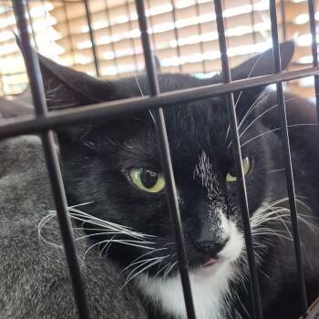 Pawsha -  Domestic Short Hair Cat for Adoption in Eugene, Oregon - Pawsha | PetCurious