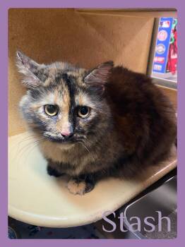STASH -  Tortoiseshell Cat for Adoption in Lawton, Oklahoma - STASH | PetCurious
