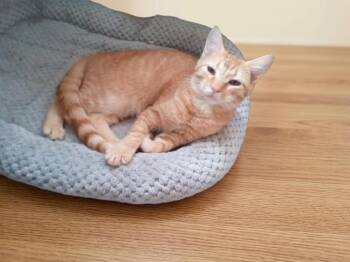 Wally -  Domestic Short Hair Cat for Adoption in Antioch, California - Wally | PetCurious