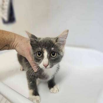 Rescue Domestic Short Hair Cats for Adoption in Eureka, California - Nancy | PetCurious