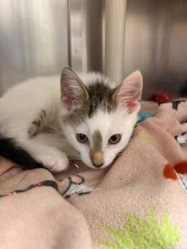 Domestic Short Hair Cats Available for Adoption in Detroit, Michigan - Mainstreet | PetCurious