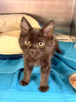 Trixie -  Domestic Medium Hair Cat for Adoption in Heber City, Utah - Trixie | PetCurious