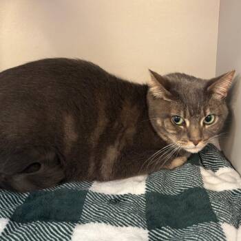 Domestic Short Hair Cats Available for Adoption - Macee Grae | PetCurious