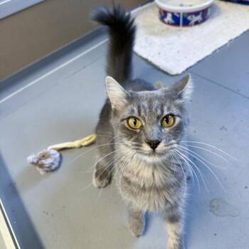 Cocoa -  Domestic Long Hair Cat for Adoption in Des Moines, Iowa - Cocoa | PetCurious