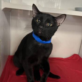 Domino -  Domestic Short Hair Cat for Adoption in Fairport, New York - Domino | PetCurious