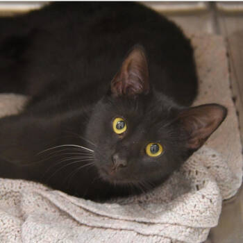 Rescue Domestic Short Hair Cats for Adoption in Dallas, Texas - Gabbana | PetCurious
