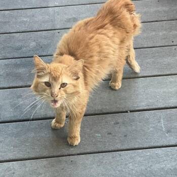Stetson -  Domestic Long Hair Cat for Adoption in Tomah, Wisconsin - Stetson | PetCurious