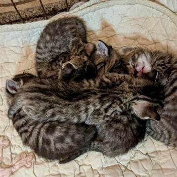 Zarina -  Domestic Short Hair Cat for Adoption in Williston, Florida - Zarina | PetCurious