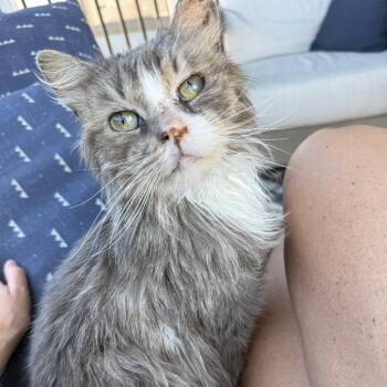 Domestic Medium Hair Cats Available for Adoption in Kansas City, Missouri - Chance 2239 | PetCurious