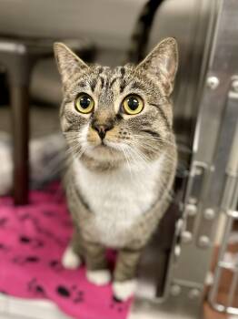 Domestic Short Hair Cats Available for Adoption in Covington, Virginia - McVie | PetCurious