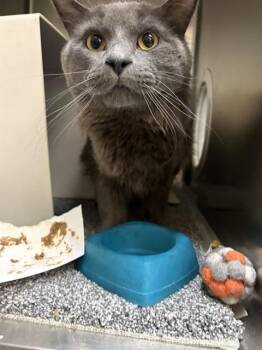 FERN -  Domestic Long Hair and Domestic Short Hair Cat for Adoption in Anchorage, Alaska - FERN | PetCurious
