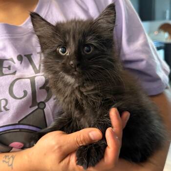 Felix -  Domestic Medium Hair Cat for Adoption in Midland, Texas - Felix | PetCurious