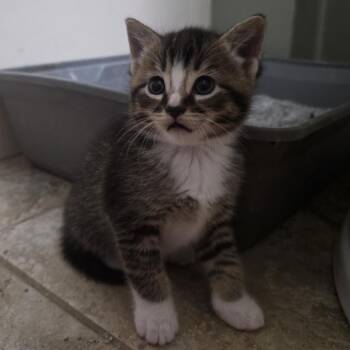 Latte C12082 -  Domestic Short Hair Cat for Adoption - Latte C12082 | PetCurious