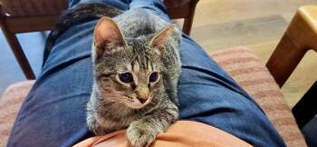 Freemont Peak -  Domestic Short Hair Cat for Adoption in Apex, North Carolina - Freemont Peak | PetCurious
