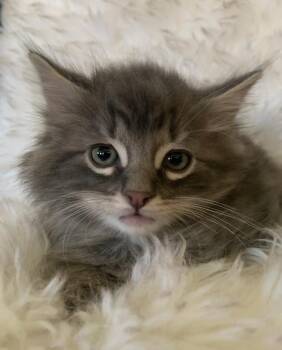 Tabby Cats Available for Adoption - Pepper | PetCurious