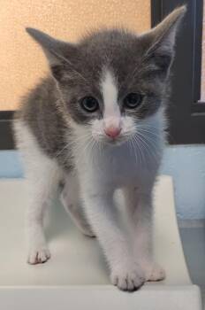 Pen 24 -  Domestic Short Hair Cat for Adoption in Lawrenceville, Georgia - Pen 24 | PetCurious