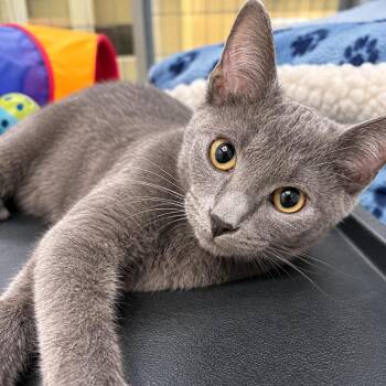 Grayson -  Domestic Short Hair Cat for Adoption in Beaufort, South Carolina - Grayson | PetCurious