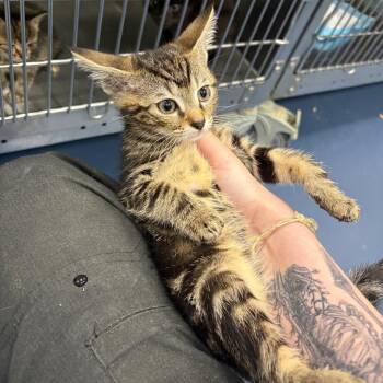 perky -  Domestic Short Hair Cat for Adoption in Greensboro, North Carolina - Perky | PetCurious