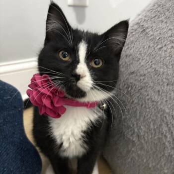 Domestic Short Hair Cats Available for Adoption - Orca | PetCurious