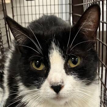 Domestic Short Hair Cats Available for Adoption in Las Cruces, New Mexico - 107092 | PetCurious