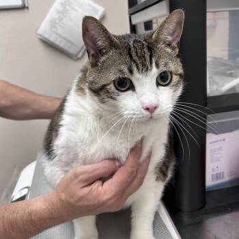 Juicy -  Domestic Short Hair Cat for Adoption in Morganton, North Carolina - Juicy | PetCurious