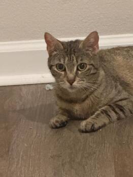 Domestic Short Hair Cats Available for Adoption in Virginia Beach, Virginia - Mama Havana “26 | PetCurious