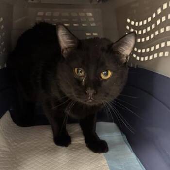 Domestic Short Hair Cats Available for Adoption in Salt Lake City, Utah - Auggie | PetCurious