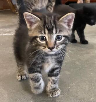 MaryAnne -  Domestic Short Hair Cat for Adoption in Columbia, Illinois - MaryAnne | PetCurious