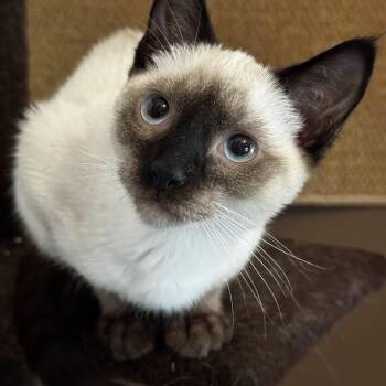 Josie -  Domestic Short Hair Cat for Adoption in Mableton, Georgia - Josie | PetCurious