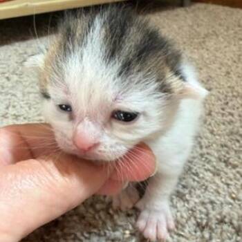 Recluse -  Domestic Short Hair Cat for Adoption in Mt. Juliet, Tennessee - Recluse | PetCurious