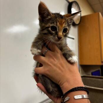 Domestic Short Hair Cats Available for Adoption in Memphis, Tennessee - Paprika | PetCurious
