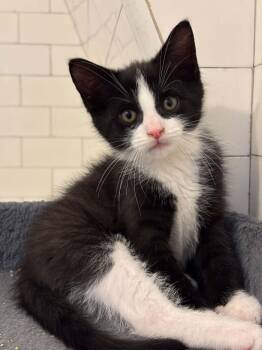 Jasper -  Domestic Short Hair Cat for Adoption in Pittsburgh, Pennsylvania - Jasper | PetCurious