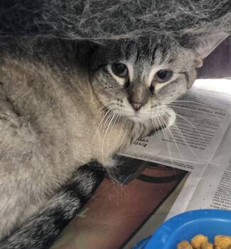 Rescue Siamese Cats for Adoption in Parma, Ohio - Stinky | PetCurious