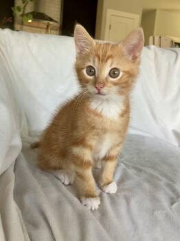 Bert -  Domestic Short Hair and Domestic Medium Hair Cat for Adoption in Nashville, Tennessee - Bert | PetCurious